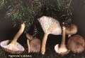 Hygrophorus pustulatus-amf963-1
